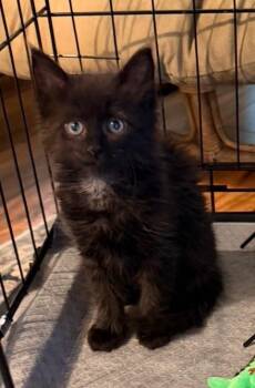 Annie -  Domestic Long Hair Cat for Adoption in Sonora, California - Annie | PetCurious
