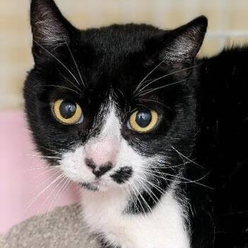Domino -  Domestic Short Hair Cat for Adoption in Buffalo, New York - Domino | PetCurious