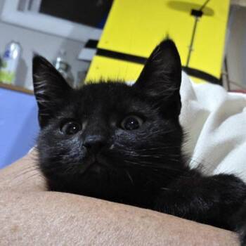 Mikey and Ike (Bonded Pair) -  Domestic Short Hair Cat for Adoption in Verona, New Jersey - Mikey And Ike (Bonded Pair) | PetCurious