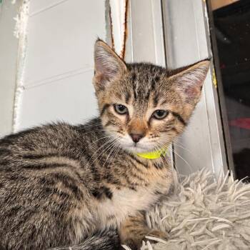 Astrid -  Domestic Short Hair Cat for Adoption in West Point, Mississippi - Astrid | PetCurious