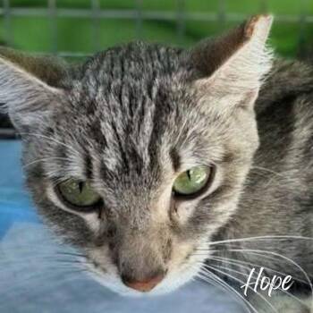 Rescue Tabby Cats for Adoption in Janesville, Wisconsin - Hope | PetCurious