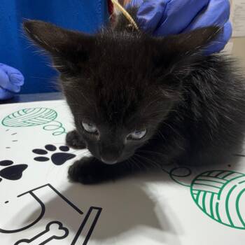 Anton -  Domestic Short Hair Cat for Adoption in Milton, Florida - Anton | PetCurious