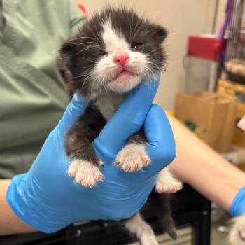 The Owen -  Domestic Short Hair Cat for Adoption in Los Angeles, California - The Owen | PetCurious