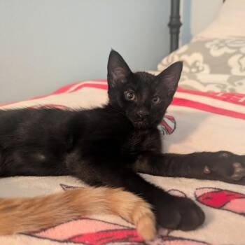 Max -  Domestic Short Hair Cat for Adoption in Houston, Texas - Max | PetCurious