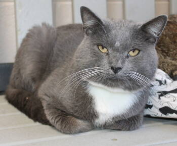 Rescue Domestic Short Hair Cats for Adoption in Prattville, Alabama - Diesal - 42634 | PetCurious