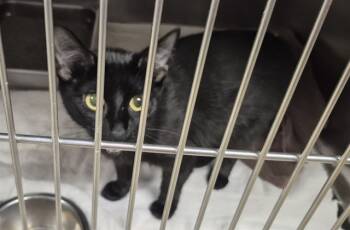 Rescue Domestic Medium Hair Cats for Adoption in Decatur, Illinois - MILLIE | PetCurious