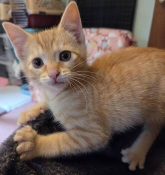 Fiona -  Tabby Cat for Adoption in Hood River, Oregon - Fiona | PetCurious