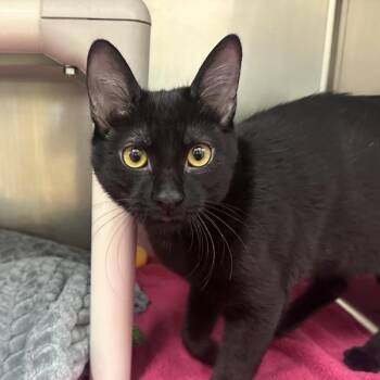 Pixie Hollow -  Domestic Short Hair Cat for Adoption in Walnut Creek, California - Pixie Hollow | PetCurious