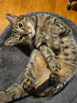 Rescue Domestic Short Hair Cats for Adoption in New York, New York - VIOLET N. - | PetCurious
