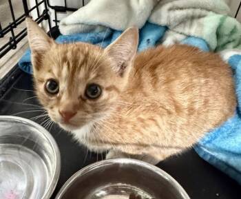 Nigel -  Domestic Short Hair Cat for Adoption in Oakdale, California - Nigel | PetCurious