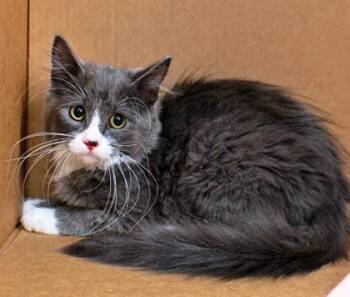Penn -  Domestic Long Hair and Domestic Short Hair Cat for Adoption in Morton Grove, Illinois - Penn | PetCurious