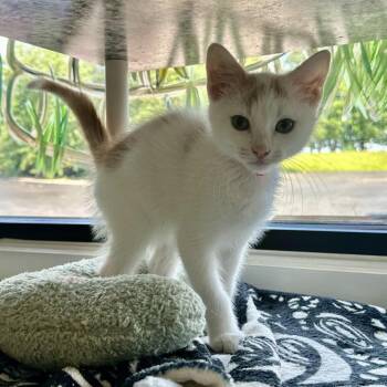 Titan FC CD -  Domestic Short Hair Cat for Adoption in Union, Missouri - Titan FC CD | PetCurious