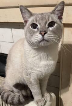 Rescue Siamese Cats for Adoption in Cumming, Georgia - Simon | PetCurious