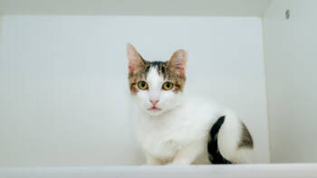 Rescue Domestic Short Hair Cats for Adoption in West Chester, Pennsylvania - Marsalis | PetCurious