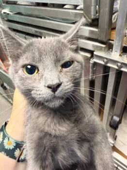BABYBEL -  Domestic Short Hair Cat for Adoption in Louisville, Kentucky - BABYBEL | PetCurious