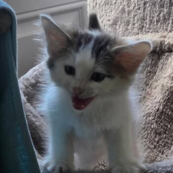 Moose Tracks -  Domestic Short Hair Cat for Adoption in Fredericksburg, Virginia - Moose Tracks | PetCurious