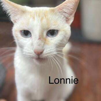 Rescue Siamese Cats for Adoption in Union, Missouri - Mom Cat | PetCurious