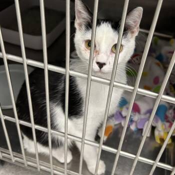 Domestic Short Hair Cats Available for Adoption in Hannibal, Missouri - Cookie | PetCurious