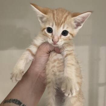 Chucky -  Domestic Short Hair Cat for Adoption in Port Charlotte, Florida - Chucky | PetCurious