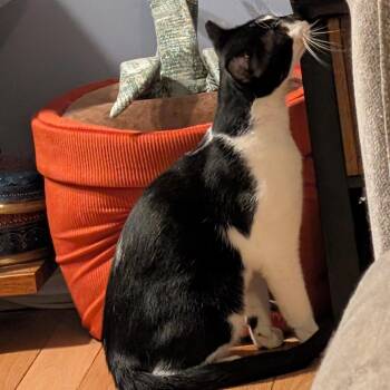 Harley -  Domestic Short Hair Cat for Adoption in Falls Church, Virginia - Harley | PetCurious