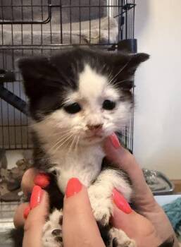 Raspberry Jam -  Domestic Short Hair Cat Available for Adoption in Poplar Grove, Illinois - Raspberry Jam | PetCurious