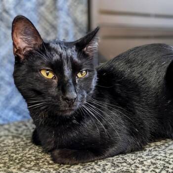 Diesel -  Domestic Short Hair Cat for Adoption in Garfield, Arkansas - Diesel | PetCurious