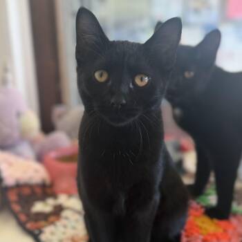 Ebony -  Domestic Short Hair Cat for Adoption in East Amherst, New York - Ebony | PetCurious