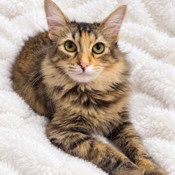 Jules Tabico -  Domestic Long Hair Cat for Adoption in Glendora, California - Jules Tabico | PetCurious