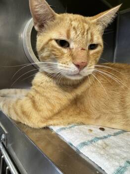 Rescue Domestic Short Hair Cats for Adoption in Roseville, California - Cantaloupe | PetCurious