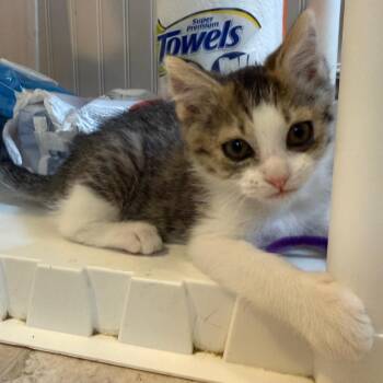 Domestic Short Hair Cats Available for Adoption - Vanilli | PetCurious