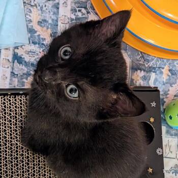 Domestic Short Hair Cats Available for Adoption in Huntsville, Alabama - Pixel | PetCurious