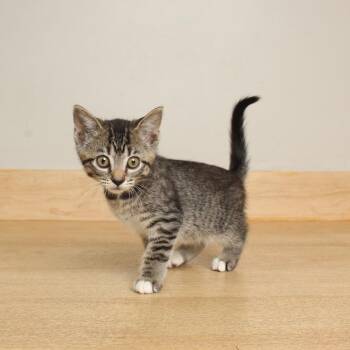 Anole C70129 -  Domestic Short Hair Cat for Adoption in Minnetonka, Minnesota - Anole C70129 | PetCurious
