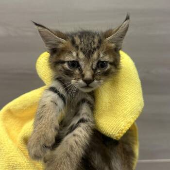 Rescue Domestic Short Hair Cats for Adoption in Victorville, California - Morgan #4422 (309) | PetCurious