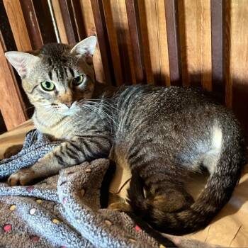 Rescue Domestic Short Hair Cats for Adoption in Tylertown, Mississippi - Jack | PetCurious