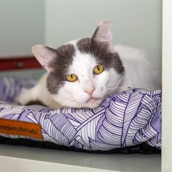 HAROLD -  Domestic Short Hair Cat for Adoption in Methuen, Massachusetts - HAROLD | PetCurious