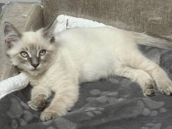 Poke -  Domestic Medium Hair and Siamese Cat for Adoption in Santa Cruz, California - Poke | PetCurious