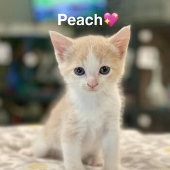 Peach -  Extra Toes Cat Hemingway Polydactyl and Domestic Short Hair Cat for Adoption in Peachtree City, Georgia - Peach | PetCurious