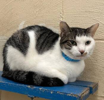 Domestic Short Hair Cats Available for Adoption in Wetumpka, Alabama - 251021  Ripley | PetCurious