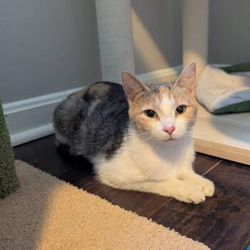 Hansel -  Domestic Short Hair Cat for Adoption in Woodstock, Virginia - Hansel | PetCurious