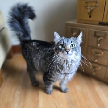 Daylily--In Foster***ADOPTION PENDING*** -  Domestic Medium Hair Cat for Adoption in Fargo, North Dakota - Daylily--In Foster***ADOPTION PENDING*** | PetCurious