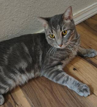 Beans -  Tabby and Domestic Short Hair Cat for Adoption in Gilbert, Arizona - Beans | PetCurious