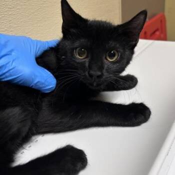 Frank -  Domestic Short Hair Cat for Adoption in Merriam, Kansas - Frank | PetCurious