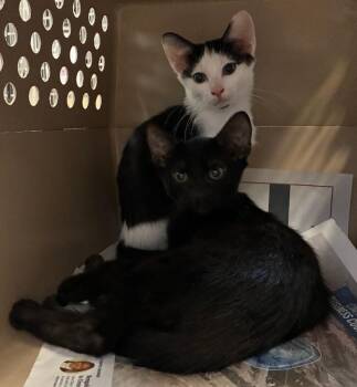 Tai -  Domestic Short Hair Cat for Adoption in Cincinnati, Ohio - Tai | PetCurious