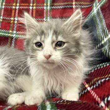 Rescue Domestic Long Hair Cats for Adoption in Marshall, Virginia - Annie Oakley | PetCurious