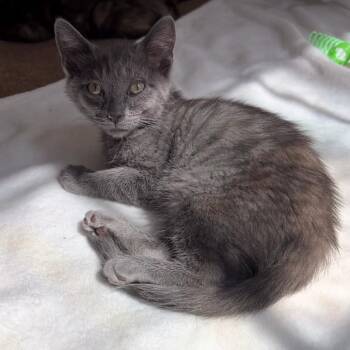 Moet -  Domestic Short Hair Cat for Adoption in Las Vegas, Nevada - Moet | PetCurious