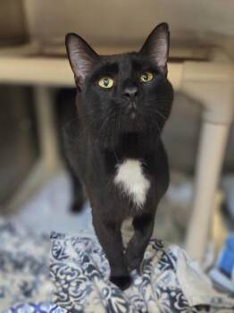 Hal -  Domestic Short Hair Cat for Adoption in Westland, Michigan - Hal | PetCurious