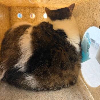 Bo -  Domestic Short Hair Cat for Adoption in Philadelphia, Pennsylvania - Bo | PetCurious