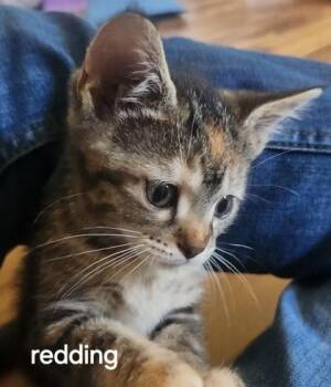 Redding -  Domestic Short Hair Cat for Adoption in Fishers, Indiana - Redding | PetCurious