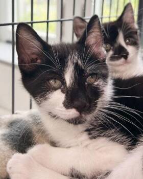 Frankie -  Domestic Short Hair Cat for Adoption in Elmira, New York - Frankie | PetCurious