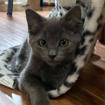 Princess -  Domestic Short Hair Cat for Adoption in Bentonville, Arkansas - Princess | PetCurious